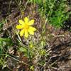 Lanceleaf Coreopsis